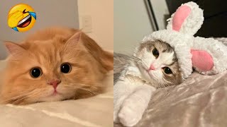 FUNNY CAT VIDEOS 2023😸 - 😂Funniest Cats 2023 #68 by Funny Cats Hub 1,332 views 10 months ago 55 minutes