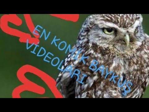 En komik baykuş videoları derlemesi.Eğlenceli ve komik baykuşlar. Funny owl videos