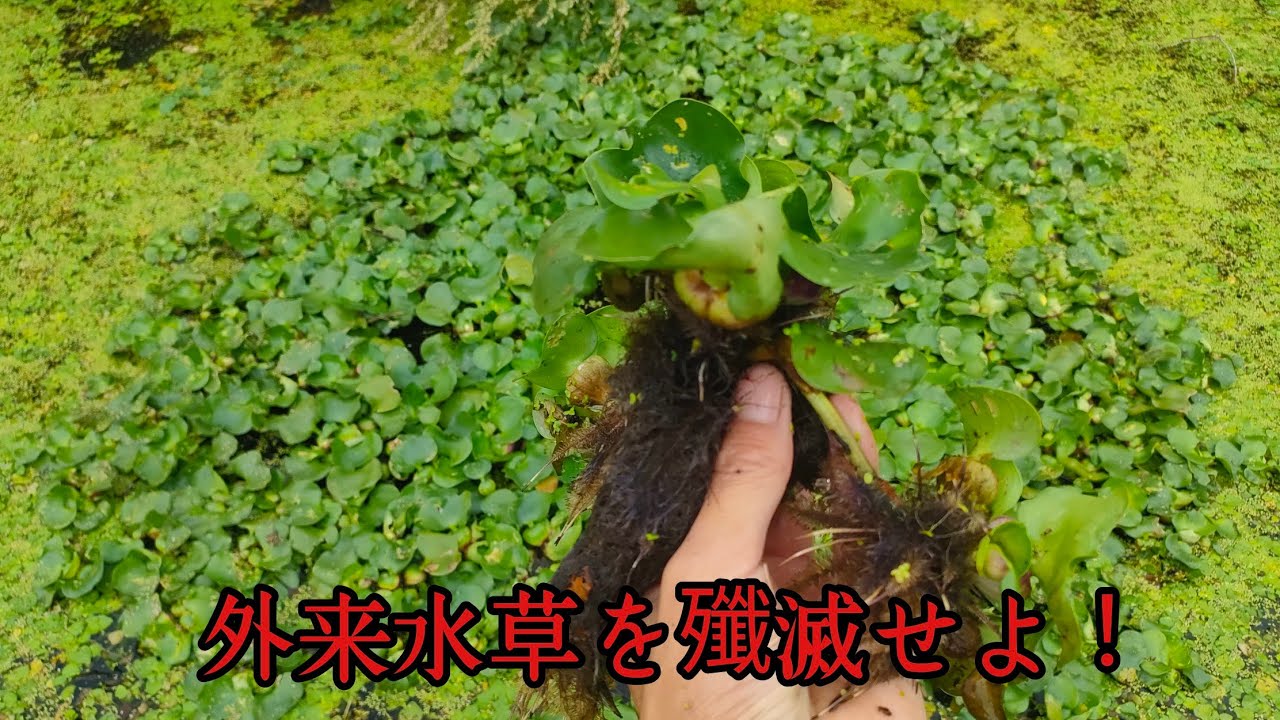 希少植物の中に侵入した外来種を殲滅せよ
