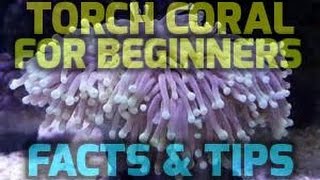 Torch Coral for beginners ,tips on how I've got mine to grow