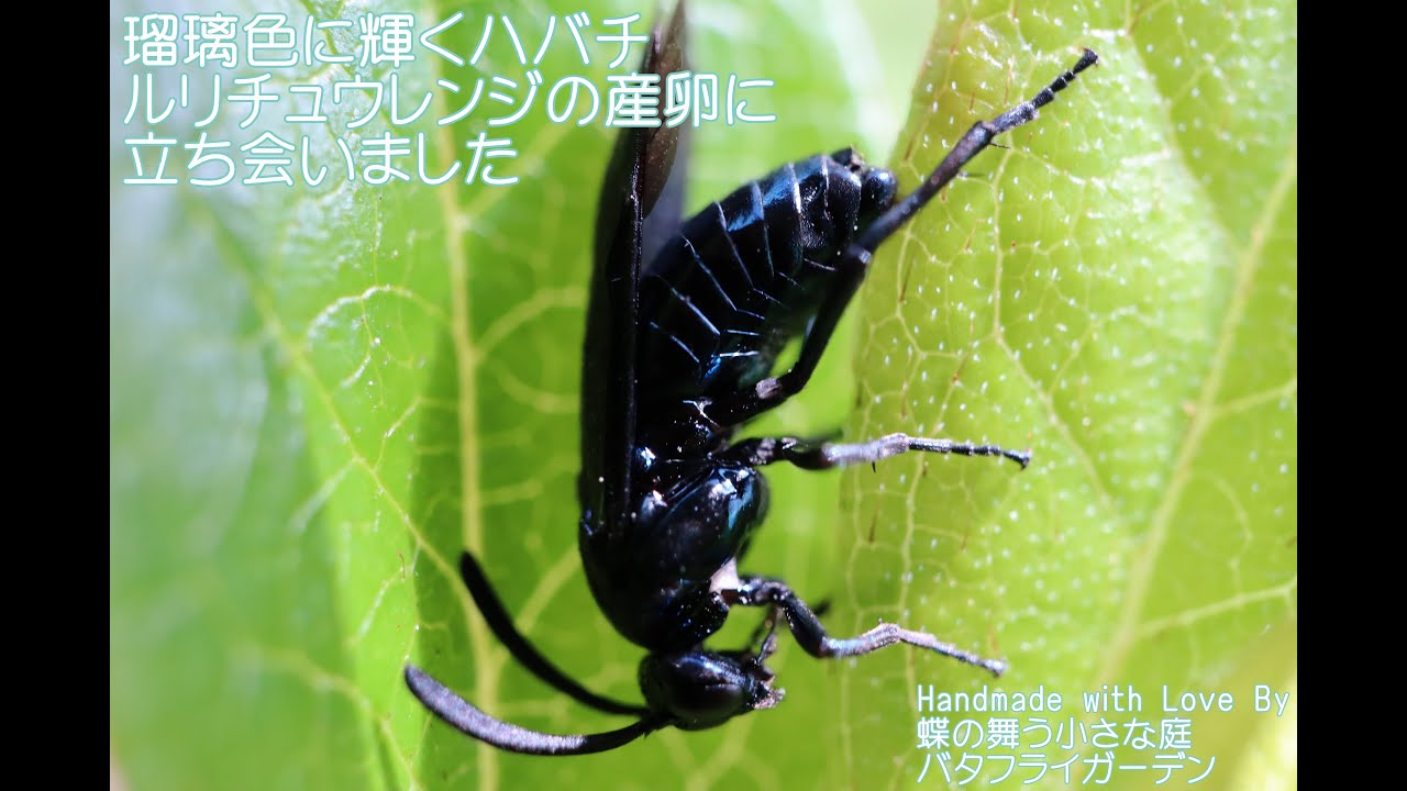 瑠璃色に輝くハバチ ルリチュウレンジの産卵に立ち会いました Youtube