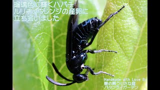 瑠璃色に輝くハバチ ルリチュウレンジの産卵に立ち会いました Youtube