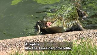 Science Video Vocab: Endangered Species (Accessible Preview)