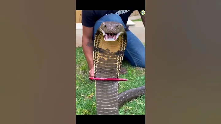 🐍🐍🐍🐍⛎#reels #viral #tiktok #snake #youtubeshorts #viral #reels #youtubeshorts
