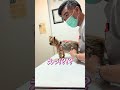 腰が砕けてヨロヨロのヨーキーちゃん😢#shorts