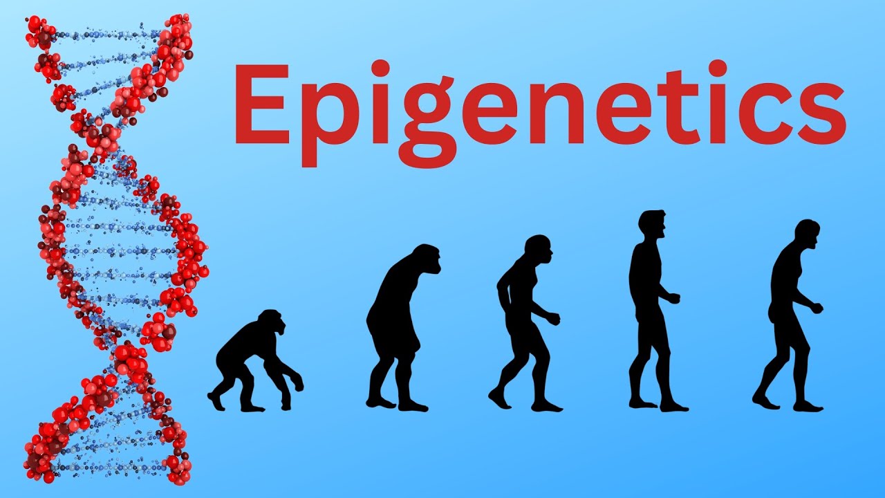 🧬Epigenetics: How Your Life Hacks Your Genes