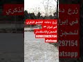 زرع دعامه في إيران زرع دعامة القضيب دعامة هيدروليكية والسيليكونية العلاج في إيران 