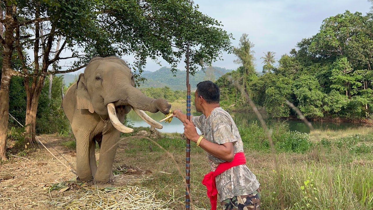 สร้างความสนิทความไว้วางใจให้กันวันละนิดกับพลายจันทร์ วิถีชีวิตช้างใต้ EP 1,321