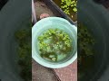 ツチガエルの卵を育てるのを諦めました😞