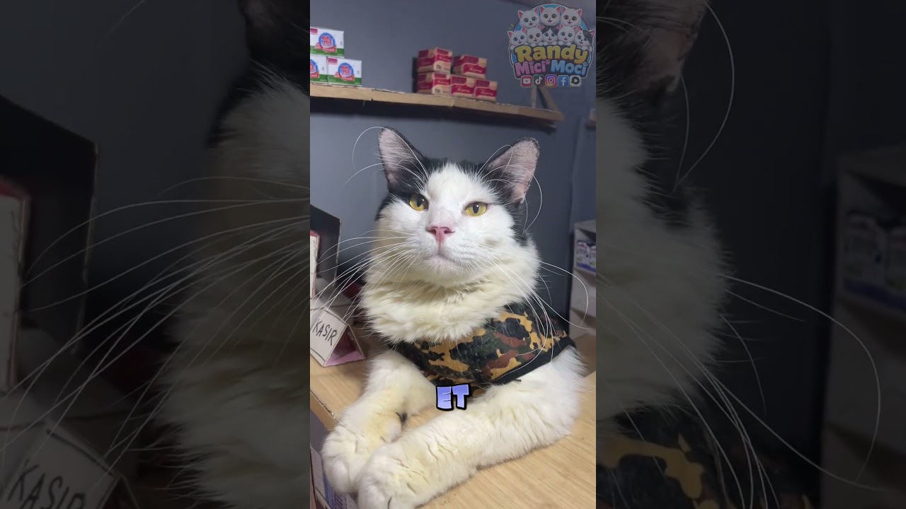 Main PUBG di warnet kucing #shorts #short #warungkucing