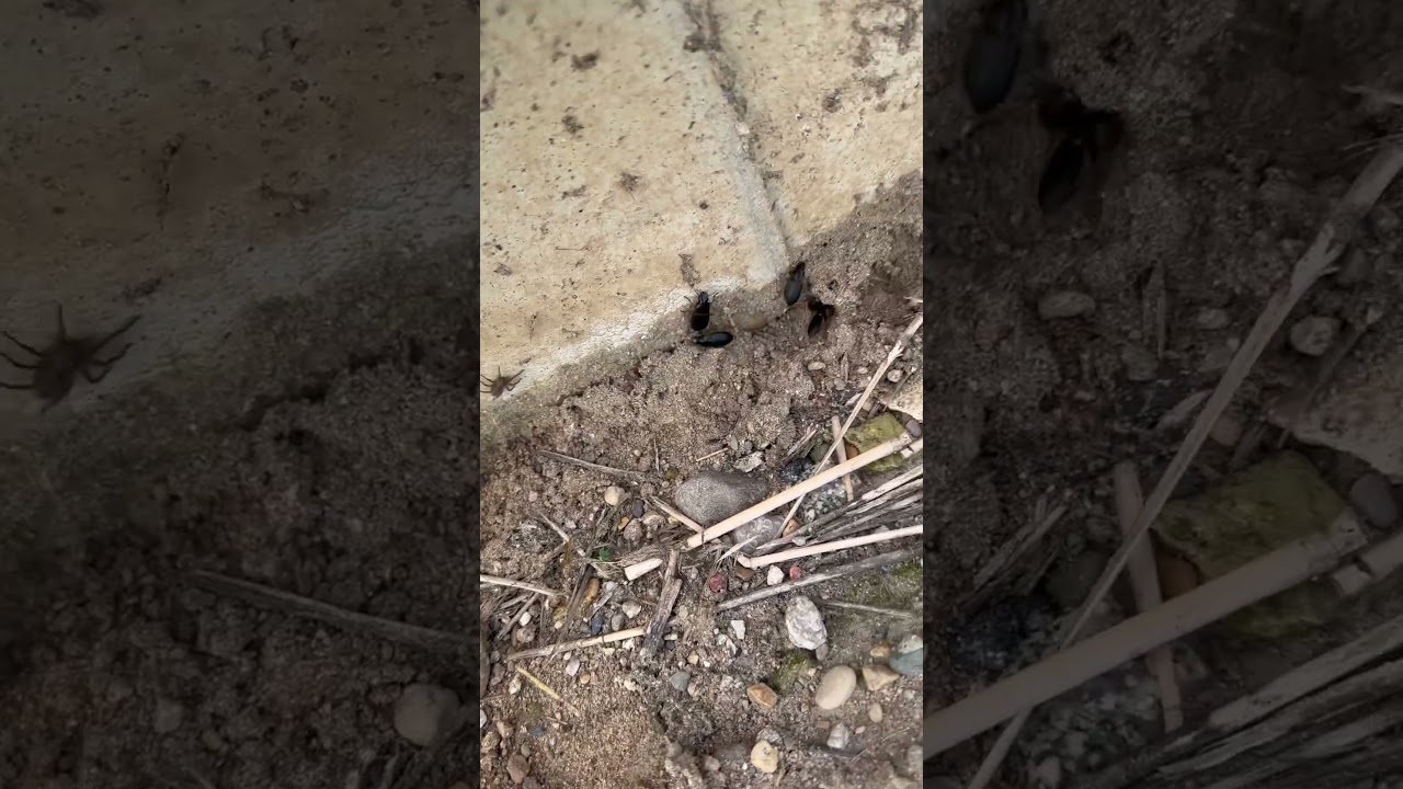 Black Ground Beetles 