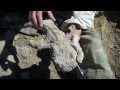 Allosaurus (Al-X) Dinosaur Digsite in Detail, Shell, WY - June 17,2013