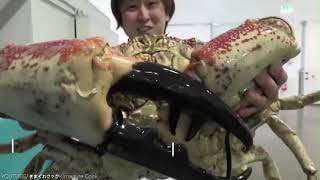 30 Biggest Animals Ever Captured !!