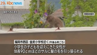 サルが髪引っ張る被害３件発生福岡市早良区や西区