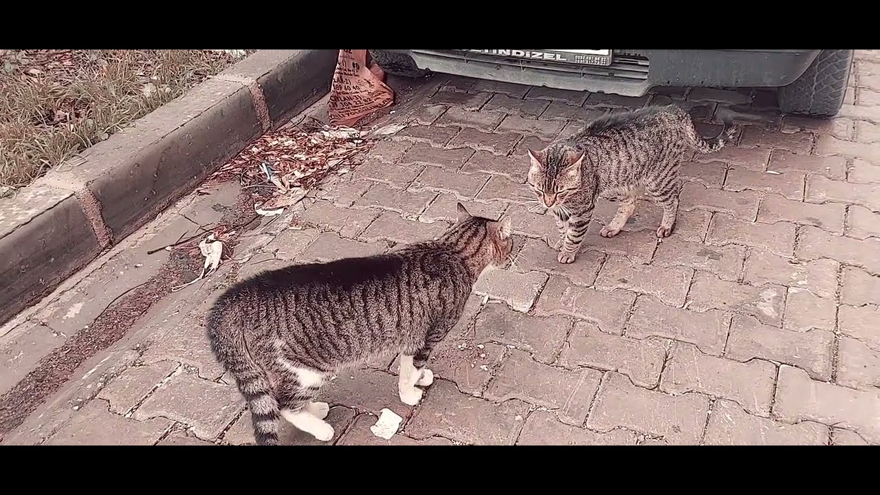 Tabby cat pricks its tail and loudly meows at the other tabby cat
