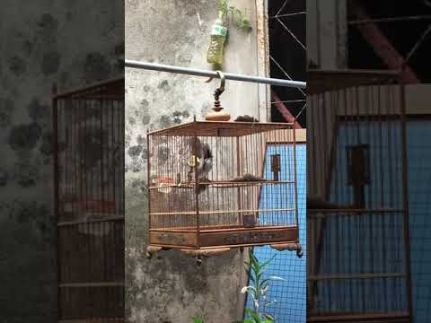 Video Chào mào cui lân . Ngũ đoản . Căng xoè mềm - youtube