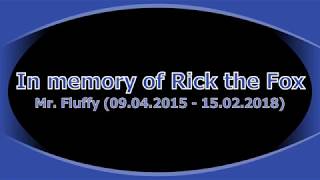 In Memory of Rick the Fox