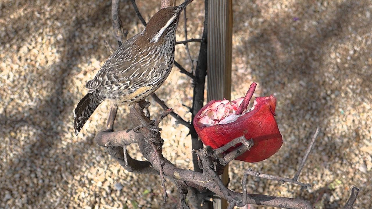 Cactus Wren Eating a Pomegranate 