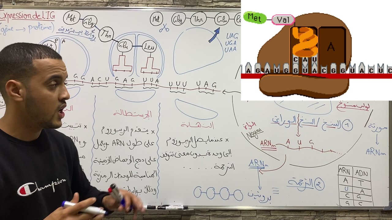 ملخص درس تعبير الخبر الوراثي 🤌🏻