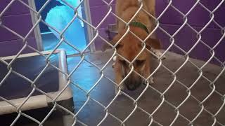 Esau 1Y Pet Id 940000 Kennel 34 Hssaz Shelter Maybe Its Not Me Hes Just Very Protective Of Food946