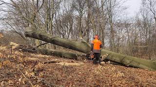 Video Husqvarna 395 XP, egy "kis" darabolás. (author: György Sulyok)