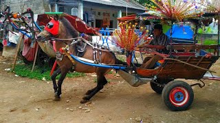 KUDA DELMAN 🎯 KUDA NYA NGAMUK SAMPE LONCAT LONCAT // PEMASANGAN KERETA KUDA // KANDANG KUDA //