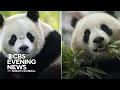 National Zoo in D.C. to receive 2 pandas from China