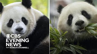 National Zoo in D.C. to receive 2 pandas from China