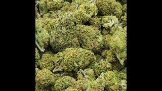 CRYO CURE are CANNABIS MOGULS!