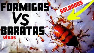 O que é mais nojento a barata ou a formiga?