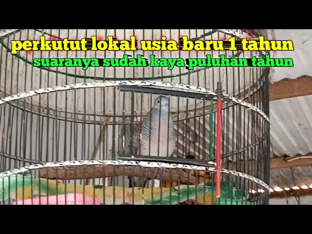 edan perkutut lokal usia baru 1 tahun suara sangat istimewa seperti perkutut tua class=