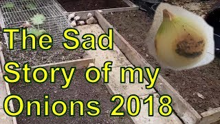 The Sad Story of my Onions - or how I still cant grow onions.