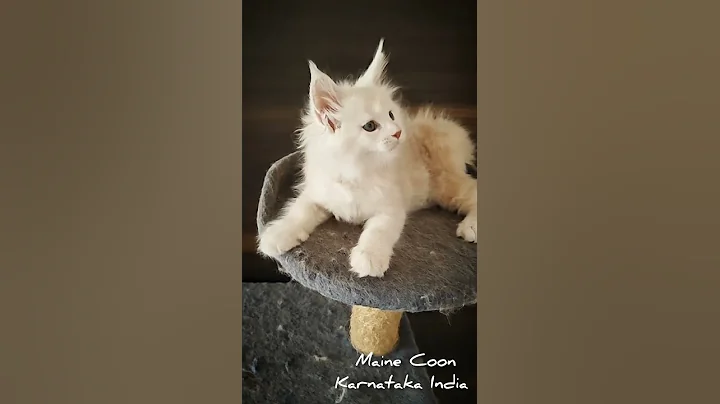 Video 9554561: mainecoons mainecoonkitten, coon mainecoon, quality maine coon, maine coon boy