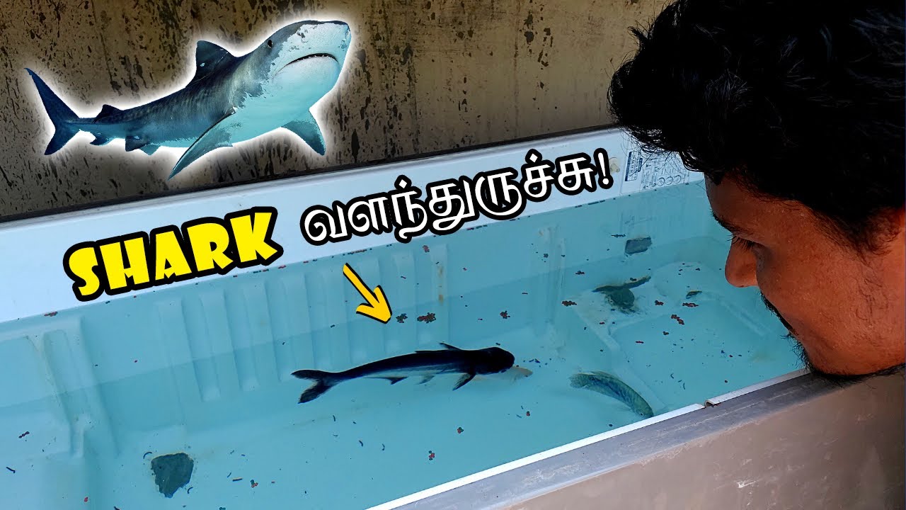 My Shark Fish Update! 🦈 | இப்போ Shark வளந்துருச்சு! | Fridge Box Cleaning | Vijay Vlogs
