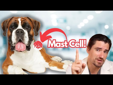 Videó: Túlélhetnek-e a kutyák a hízósejt-daganatokat?
