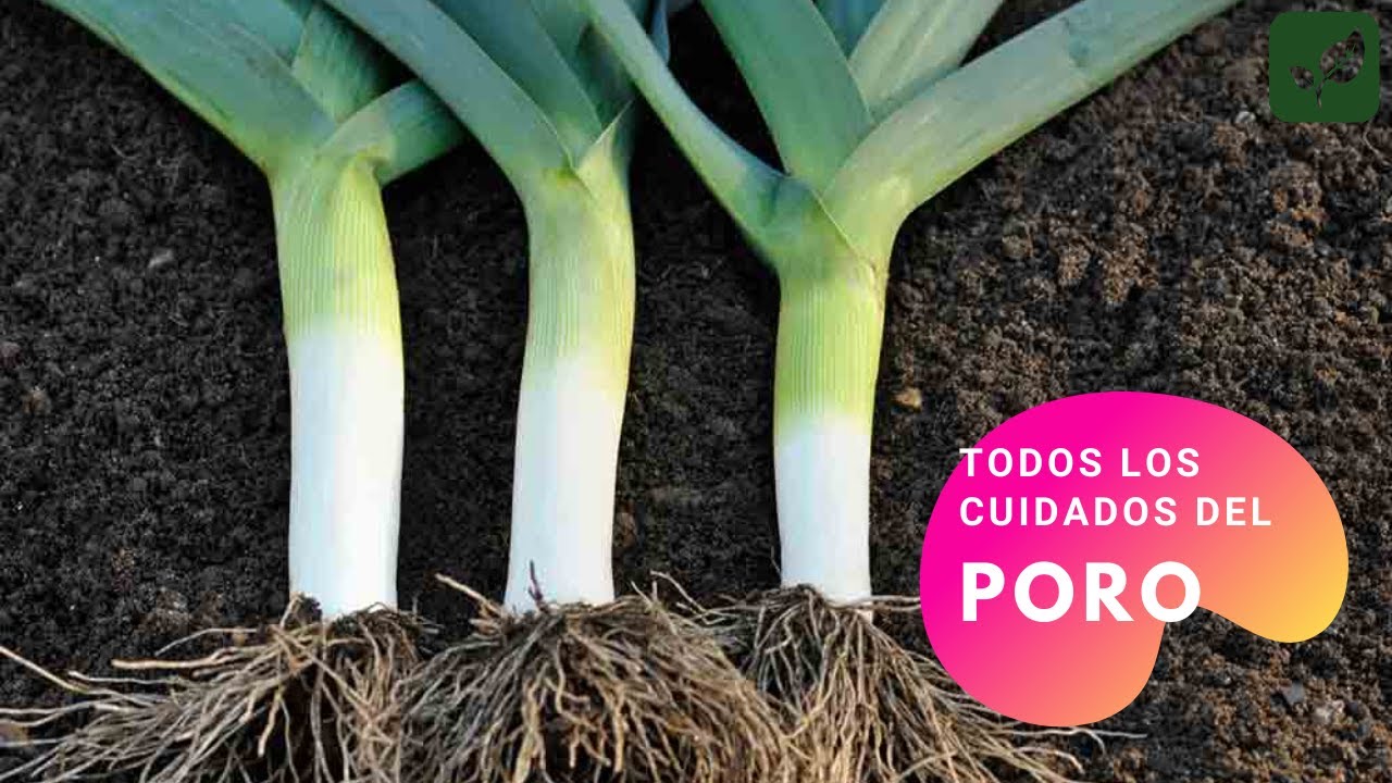 PUERRO PORO CÓMO SE CUIDA