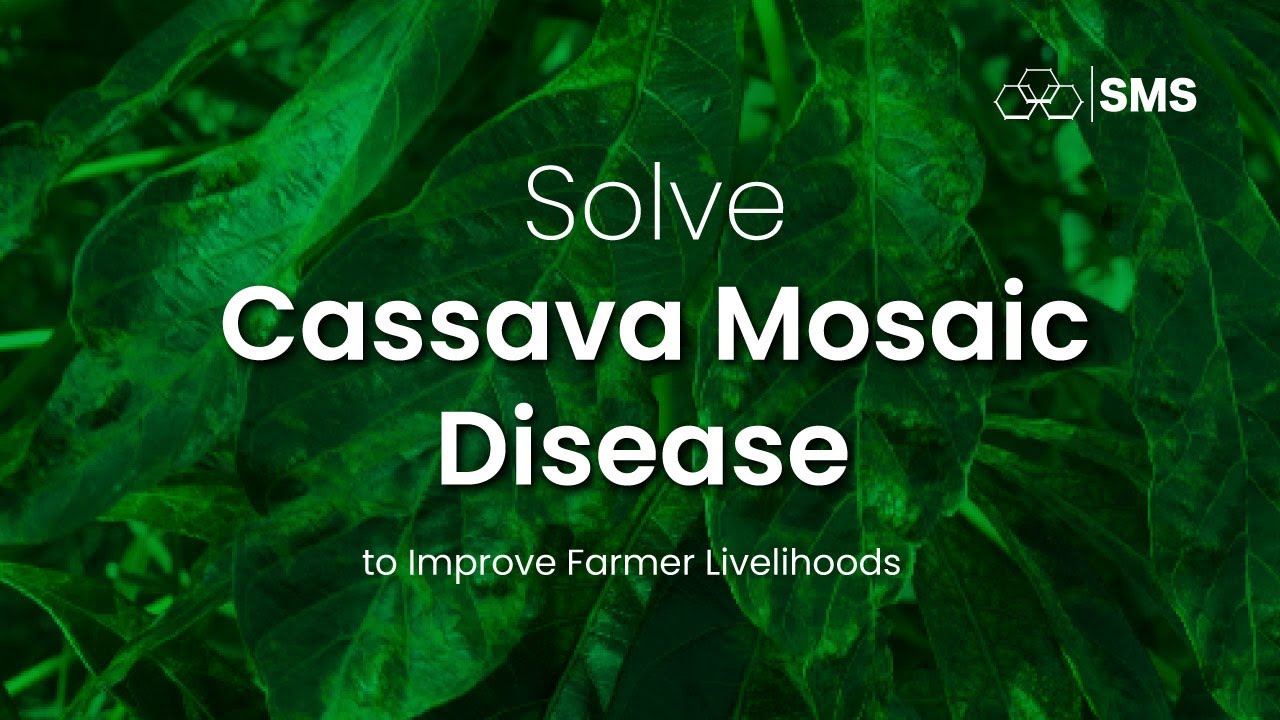 SMS: Solve Cassava Mosaic Disease and Improve Farmer Livelihoods
