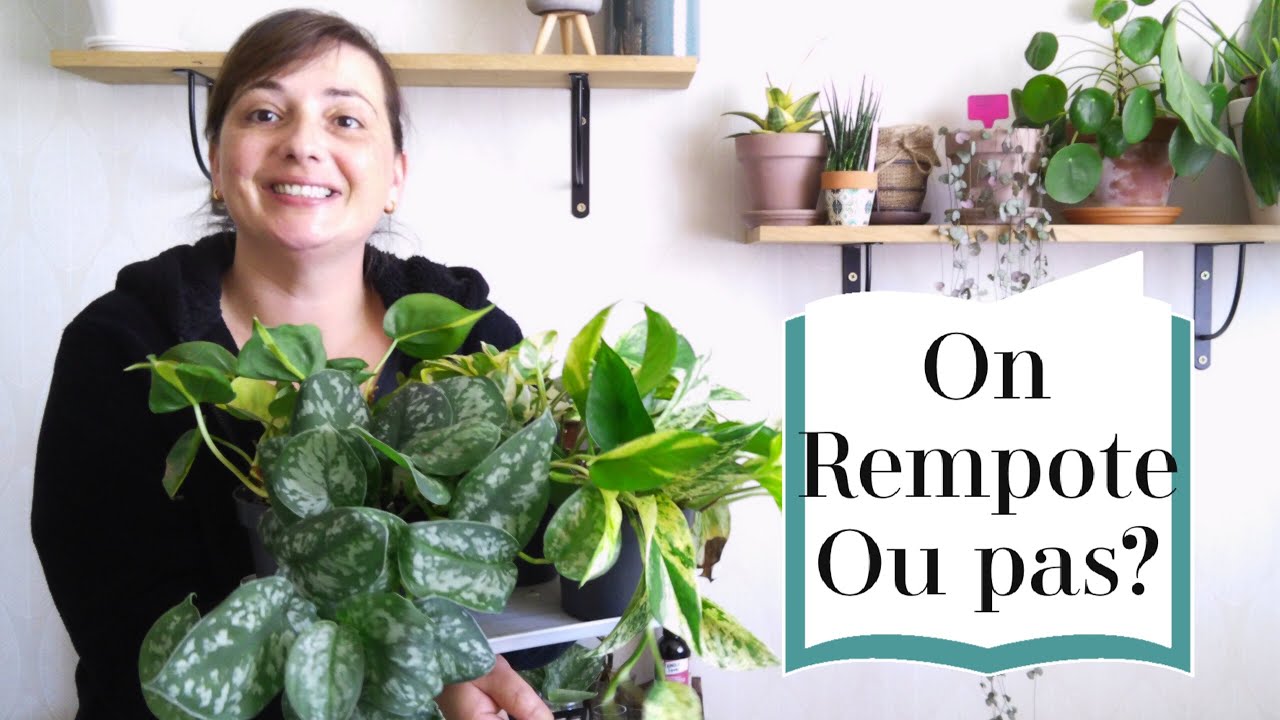 Comment s’occuper de ses Plantes d’intérieur après Achat en Jardinerie