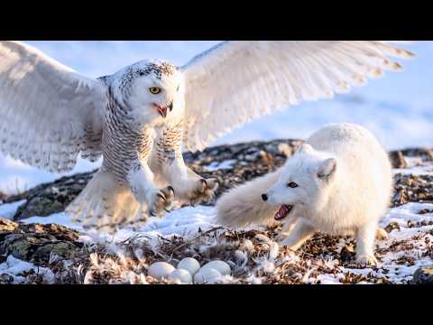 Video How Do Snowy Owl Parents Protect Their Eggs from Arctic Foxes? | The Life of Birds