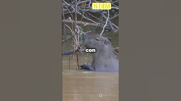 Những điều thú vị về capybara  #animals #facts #shortvideo #khampha #pets #memes #nature #capybara