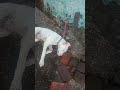 Feeding Goats