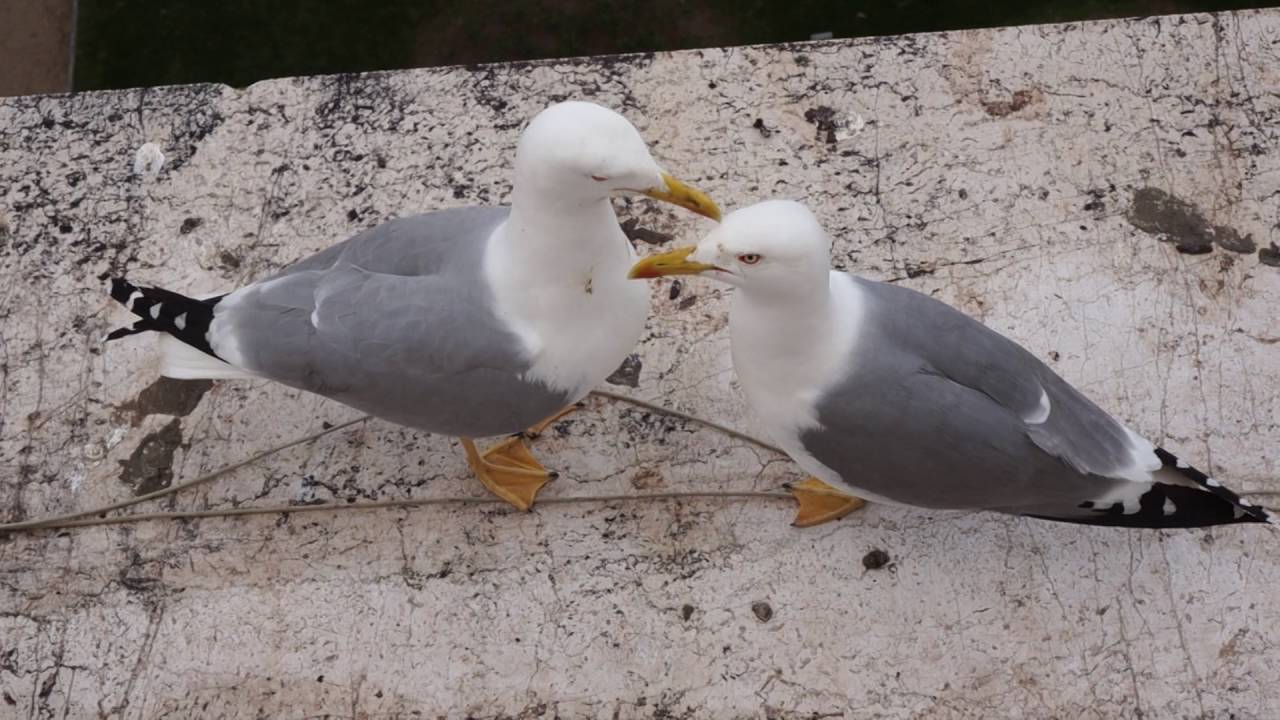 Seagulls mating YouTube