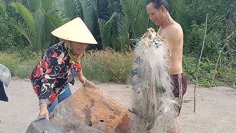 Thả lưới ao bỏ hoang trúng được đàn cá rô phi thấy mà ham