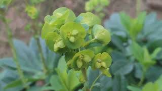 Wood Spurge (Euphorbia amygdaloides var. robbiae) in woodland bog Northern Ireland 06/03/2025