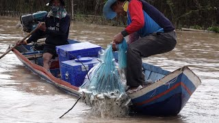 หาดูยากได้ปลาเยอะแบบนี้ ช๊อตสวยๆ เซียนแหเรือห้วยยาวดึงปลาขึ้นเรือ Catch fish using nets in Thailand.