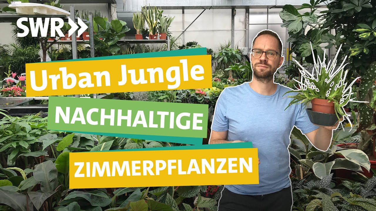 dieffenbachia big ben variegata Dieffenbachia Big Ben Variegata – whiteleafplants main image 0