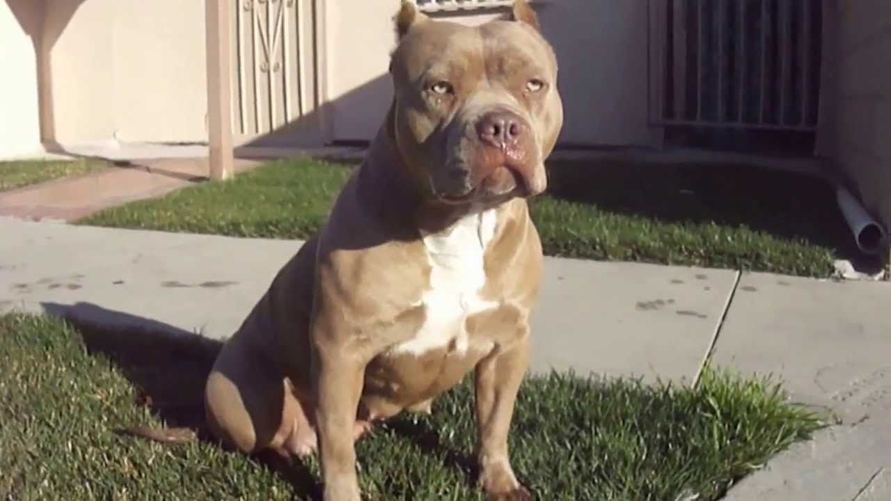 juan gotti pitbull