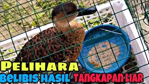 PELIHARA BURUNG BELIBIS HASIL TANGKAPAN LIAR || KASIH MAKAN KESUKAAN BELIBIS