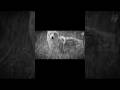 wighte wolf scope hunting shot#chass #hunting #wildlife #