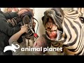 ¡La zebra necesita lijar sus dientes! | Los Irwin | Animal Planet